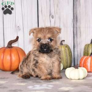 Nico, Cairn Terrier Puppy